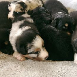 Australian Shepherds from Stumptown Aussies