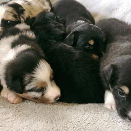 Australian Shepherds from Stumptown Aussies