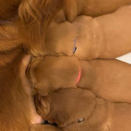 Golden Retriever Puppies from Golden Peak Retrievers