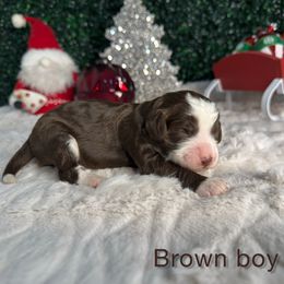 Brown boy - Brown male Bernedoodle puppy in Modesto, California from Two Doods Doodles