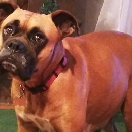 Brandy - Boxer