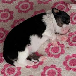 Juliette - Black tri female Toy Australian Shepherd puppy in Lakeland, Florida from Under the Oak Aussies