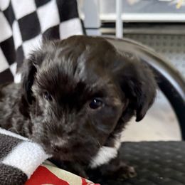 Jet, black - Black male Yorkipoo puppy in Walla Walla, Washington from Linda Sherman