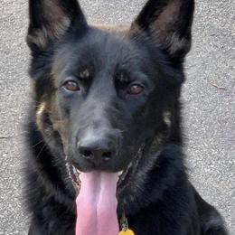 Axel - German Shepherd