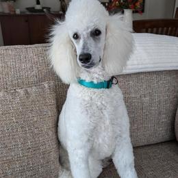 Poodle Puppies from Standard Hearts