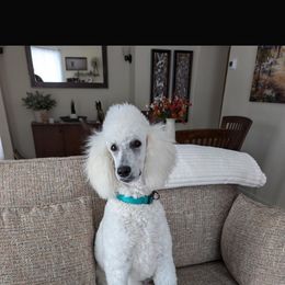 Poodle Puppies from Standard Hearts