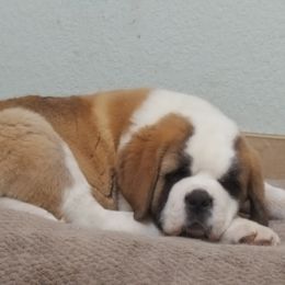 Saint Bernards from Mistihil Saints