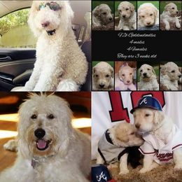Goldendoodle Puppies from Lesia's Goldendoodles