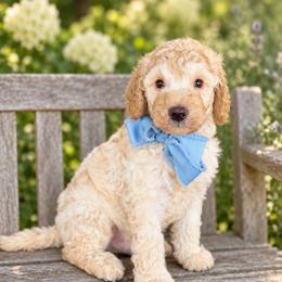 Polar - Cream male Goldendoodle puppy in Millville, California from Hope Lane Kennels