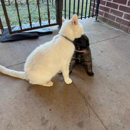 Cookie (Pink Collar) - Reddish brown female Leonberger puppy in Manchester, Tennessee from Bois D’Arc Leonbergers