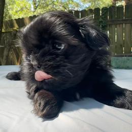 Boy 2 - Black male Shih Tzu puppy in Mobile, Alabama from FluffyTail Shih Tzu