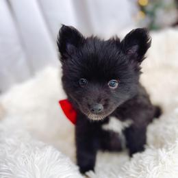 Godiva - Black female Pomsky puppy in Cleveland, Ohio from Lake Point Pomskies