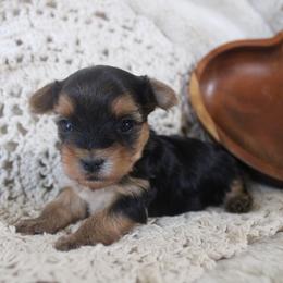 Dudley - Black and tan male Yorkshire Terrier puppy in Eastland, Texas from Peach Yorkies