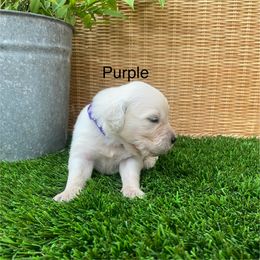 Golden Retriever Puppies from Silver Morning Farm