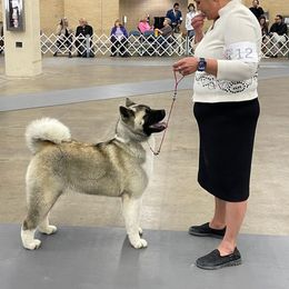 Akita and Portuguese Water Dog Puppies from Cades Akitas