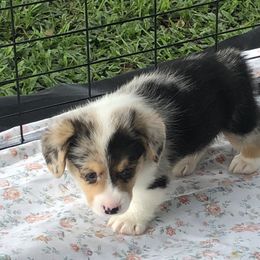 American Corgi and Pembroke Welsh Corgi Puppies from Red White & Bluie Corgi