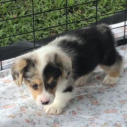 American Corgi and Pembroke Welsh Corgi Puppies from Red White & Bluie Corgi