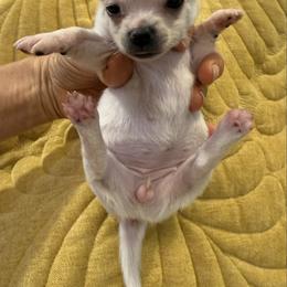 Cream girl 7,000 - Cream female Chihuahua puppy in Summerfield, Florida from Uey’s Chihuahuas