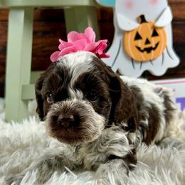 Allison - Brown and white female Cockapoo puppy in Lancaster, Missouri from Cavapoo Acres