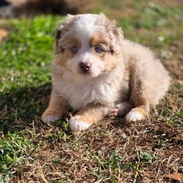 Buddy - Red tri male Toy Australian Shepherd puppy in Pickens, South Carolina from Reflections of Star Crest Kennel