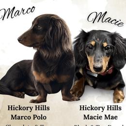Dachshund puppies from Hickory Hills Farm