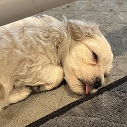 Stevie (red collar) - White male Miniature Schnauzer puppy in Port Orchard, Washington from Silver Bells Miniature Schnauzers