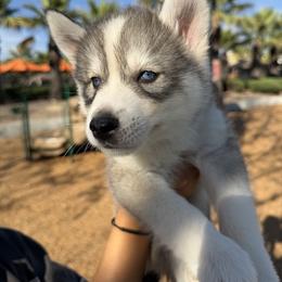 Snowcone - Gray and white male Siberian Husky puppy in Perris, California from Orange Family Huskies