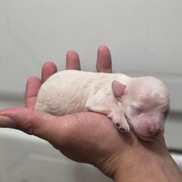 Snowy - Cream male Poodle puppy in Lawton, Oklahoma from My Precious Toy Poodles