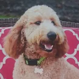 Bernedoodles and Goldendoodles from Four Kids’ Farms, LLC