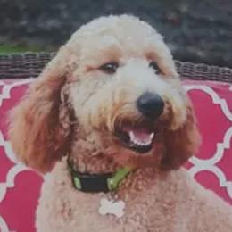 Bernedoodles and Goldendoodles from Four Kids’ Farms, LLC