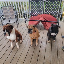 Boxers from B&B Boxers