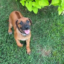 Dani - Rd whtn blk nose female Rhodesian Ridgeback puppy in Carney, Oklahoma from River Run Parson Russell terriers & River Run Ridgebacks