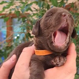 Girl 4 - Chocolate Labrador Retriever puppy in Shrewsbury, Massachusetts from Inna's Labrador Retrievers