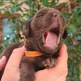 Girl 4 - Chocolate Labrador Retriever puppy in Shrewsbury, Massachusetts from Inna's Labrador Retrievers