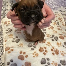 Boy 1 - Fawn male Boxer puppy in Fall River, Massachusetts from DaCosta’s Boxers