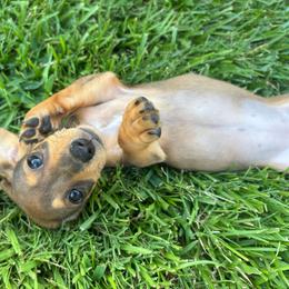 Bay - Sable female Dachshund puppy in Bremen, Georgia from Asapp’s Sweet and Spicy Dachshunds