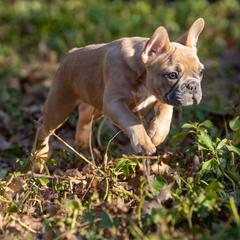 American Bully and French Bulldog Puppies from Nitro’s Bullies