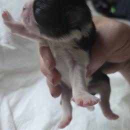 Japanese Chin Puppies from Chincredible Puppies