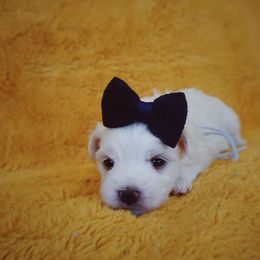 Maltese, Morkie, and Yorkshire Terrier Puppies from Little Paws Nursery