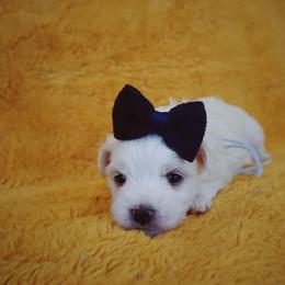Maltese, Morkie, and Yorkshire Terrier Puppies from Little Paws Nursery