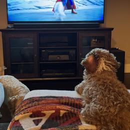 Cavapoo, Cockapoo, Goldendoodle, and Maltipoo Puppies from Perdue Puppies
