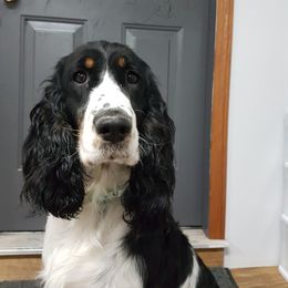 Izzy - English Springer Spaniel