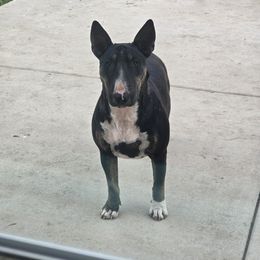 ZAMBA - Bull Terrier