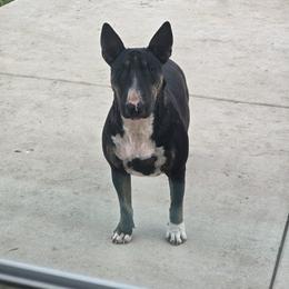 ZAMBA - Bull Terrier