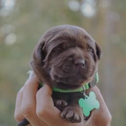 Green Boy - Chocolate male Labrador Retriever puppy in Linville, Virginia from Virginia Labradors