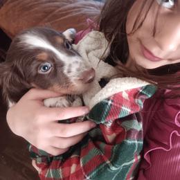 Smiley - Piebald male Dachshund puppy in Wichita, Kansas from Lauren's Dachshunds