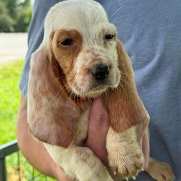 Buzz - Lemon and white male Basset Hound puppy in Oronogo, Missouri from Dutton's Show Me Farms