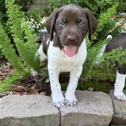 German Shorthaired Pointer Puppies from Tipsy Rabbit GSP TopDog Kennel
