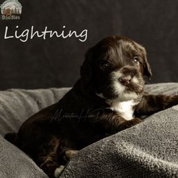 Lightning - Chocolate male Australian Labradoodle puppy in Cashmere, Washington from Mountain Home Doodles