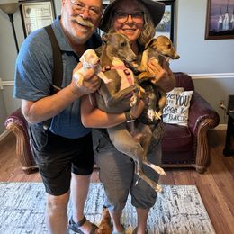 Italian Greyhound Puppies from WAHLTOWAHLIGGYS